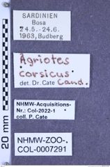 Etiketten zu Agriotes corsicus (Candèze, 1863) (NHMW-ZOO-COL-0007291)